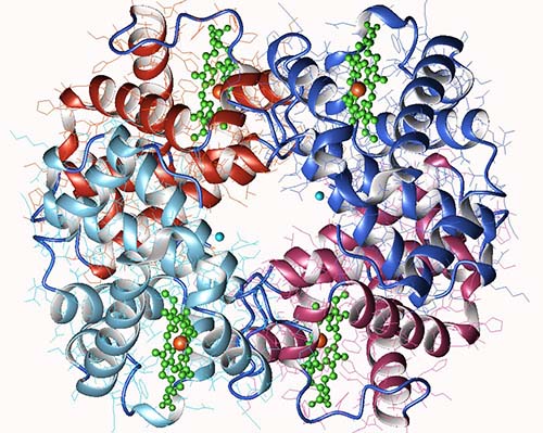 Hémoglobine (https://fr.wikipedia.org/wiki/H%C3%A9moglobine, Astrojan, CC BY-SA). Les parties en hélice, ce sont les chaînes de globine, les amas de points verts ce sont des molécules d'hème et en orange vous avez des atomes de Fer. C'est le fer qui se lie au dioxygène.