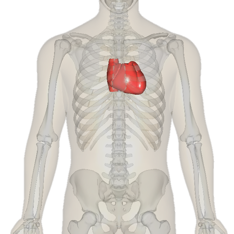 Position du cœur dans la cage thoracique
