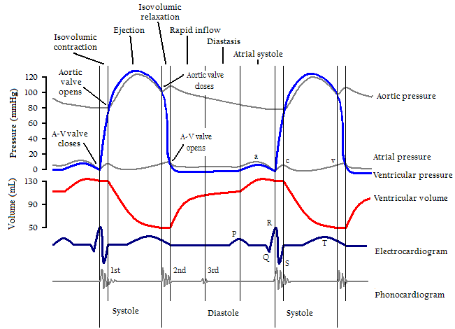 Évolution de la pression et du volume du cœur au cours du cycle cardiaque