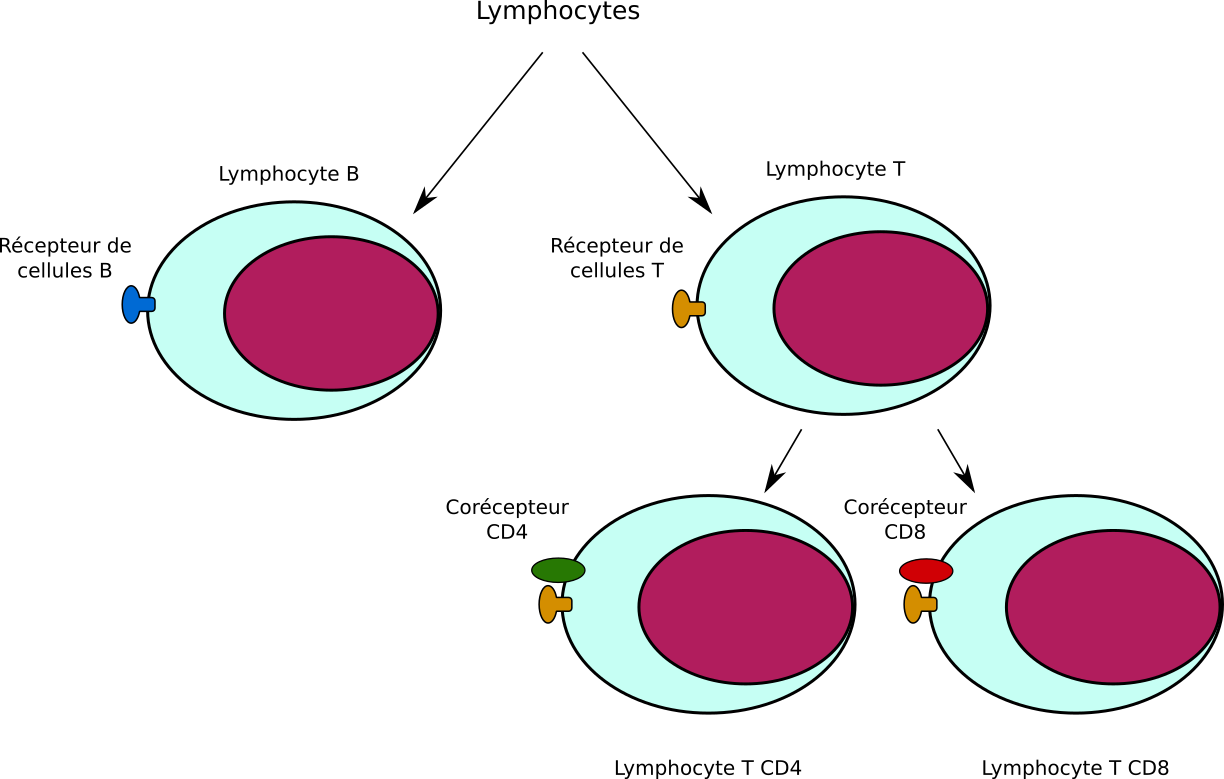 Type lymphocytes